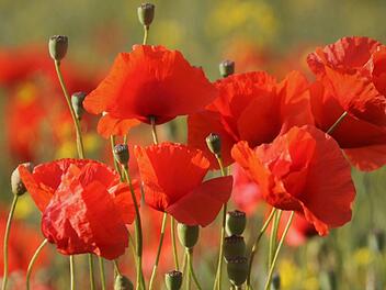 Mohn auf dem Acker. Foto: Jupp Schröder