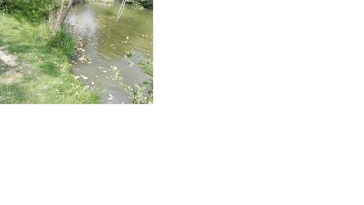 Ärgerlich ist es, wenn Massen an Brotwaren in den Teich geworfen werden.Jochen Nützel/privat