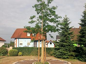 Das Urnenhochbeet im Frensdorfer Friedhof Foto: Jakobus Kötzner