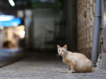 Virus t&ouml;tet massenweise Katzen auf beliebter Urlaubsinsel - auch Gefahr f&uuml;r Deutschland?