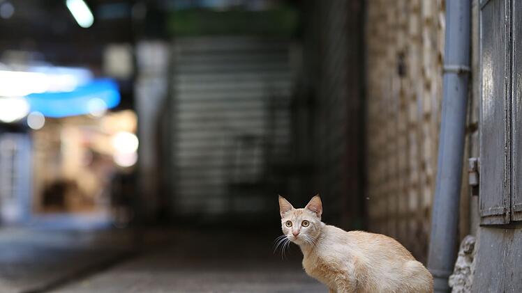 Virus t&ouml;tet massenweise Katzen auf beliebter Urlaubsinsel - auch Gefahr f&uuml;r Deutschland?