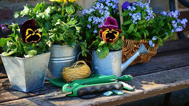 Blumen Blumentöpfe Gärtnern