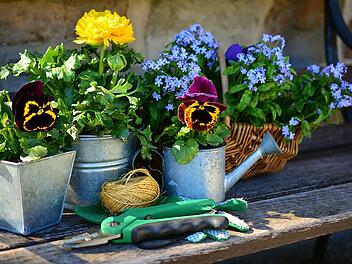 Blumen Blumentöpfe Gärtnern