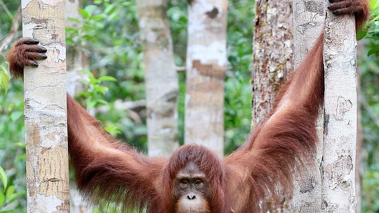 Im Gegensatz zu anderen Menschenaffen gehen die Orang-Utans nur selten auf den Boden. Sie sind die gr&ouml;&szlig;ten echten Baums&auml;ugetiere.