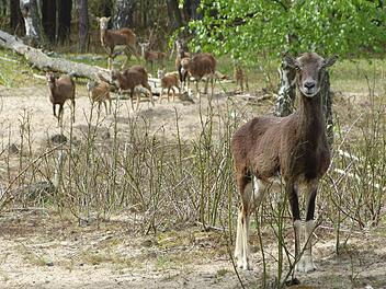 Ein Mufflons-Weibchen blickt direkt in die Kamera. Die Tiere leben in Bambergs Osten im Naturschutzgebiet. Foto: Elisabeth Fischer/Umweltamt