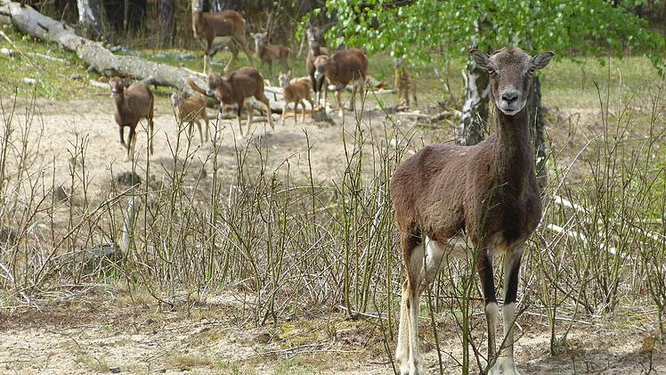 Ein Mufflons-Weibchen blickt direkt in die Kamera. Die Tiere leben in Bambergs Osten im Naturschutzgebiet. Foto: Elisabeth Fischer/Umweltamt