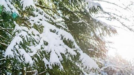 Teilweise liegen mehrere Zentimeter Neuschnee auf den Ästen.