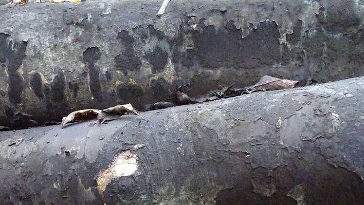 Rußrindenkrankheit zerstört fränkische Ahornbäume