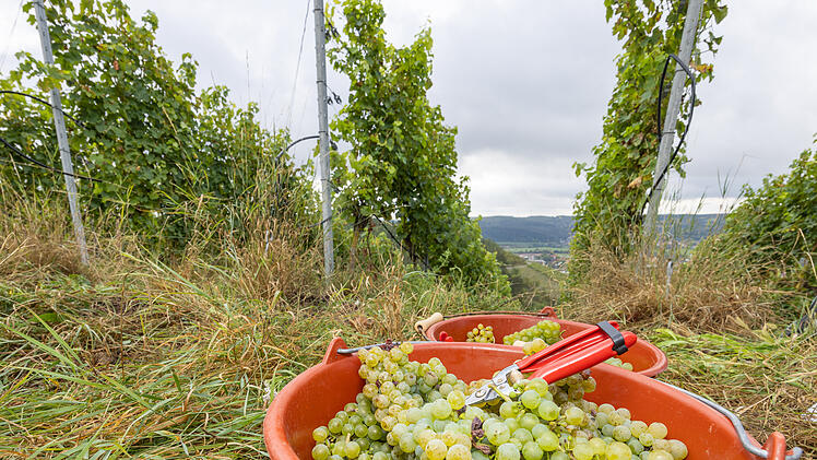 Ernüchternde Erntebilanz für 2024 in Bayern