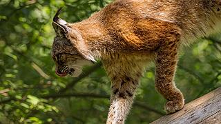 Wildpark Hundshaupten