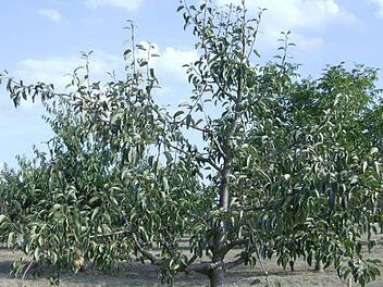 Hitze und Trockenheit setzen der Landwirtschaft immer stärker zu. Fotos: Petra Malbrich