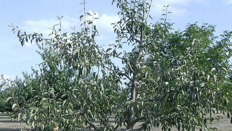Hitze und Trockenheit setzen der Landwirtschaft immer stärker zu. Fotos: Petra Malbrich