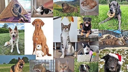 Einige Motive des Tierheim-Kalenders