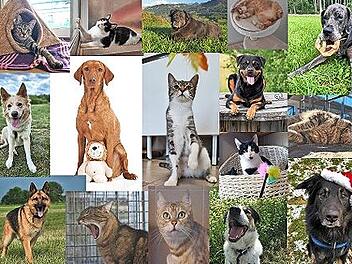 Einige Motive des Tierheim-Kalenders