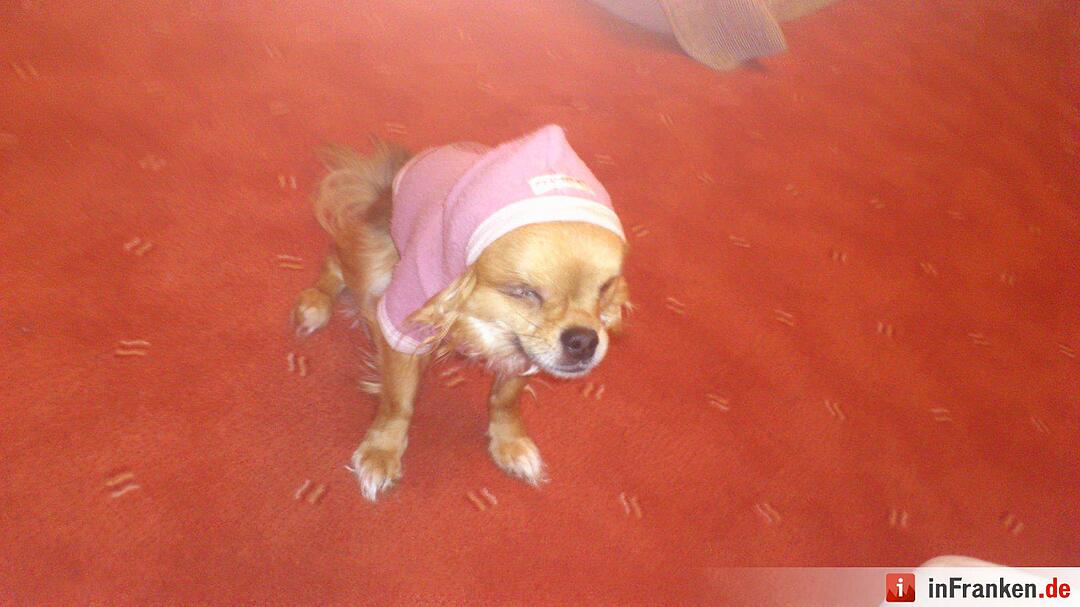 Auf den Hund gekommen: Die schönsten fränkischen Hunde unserer Nutzer