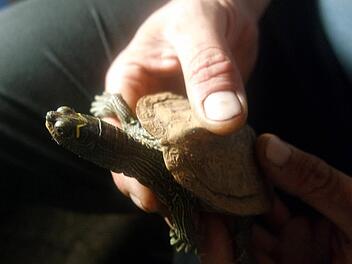 Das Foto zeigt eine Schildkr&ouml;te in der Hand eines ADAC-Pannenhelfers in N&uuml;rnberg Foto: