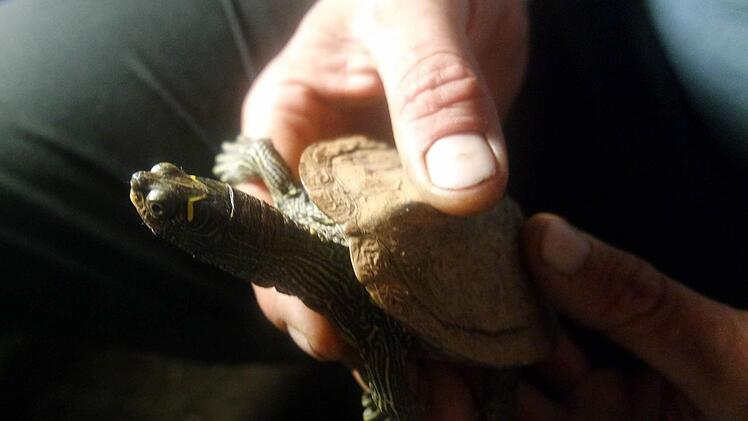 Das Foto zeigt eine Schildkr&ouml;te in der Hand eines ADAC-Pannenhelfers in N&uuml;rnberg Foto: