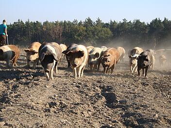 Mit schweinischem Tempo geht es los Richtung neue Weide.Foto: Stefanie Gleixner