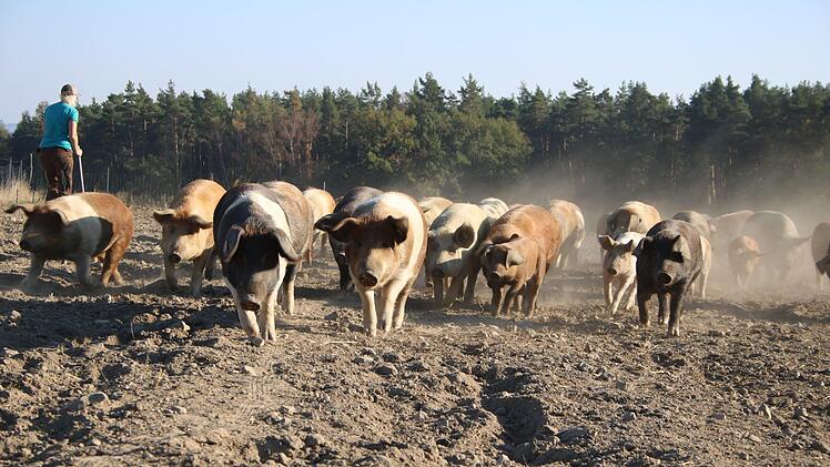 Mit schweinischem Tempo geht es los Richtung neue Weide.Foto: Stefanie Gleixner