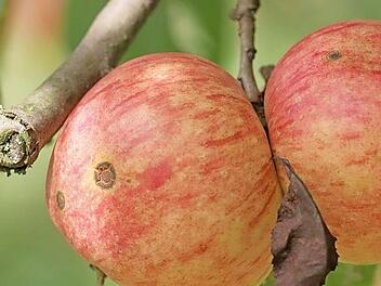 Die Apfelsorte "Gravensteiner" ist im Obstmuttergarten in Einberg zu finden.