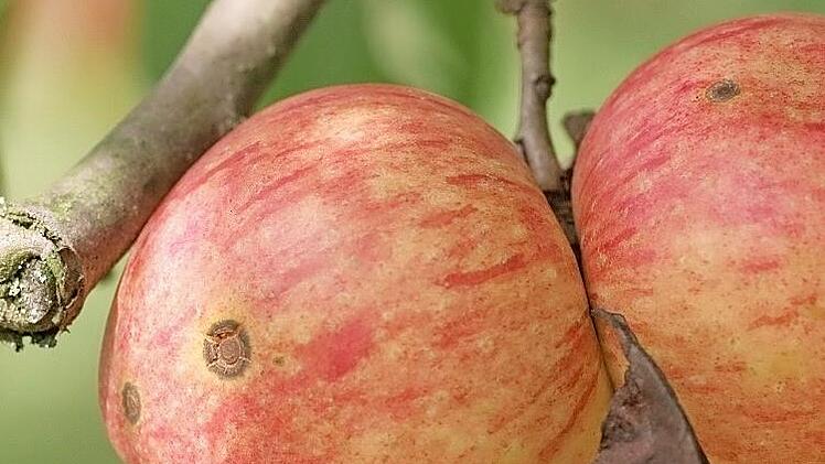 Die Apfelsorte "Gravensteiner" ist im Obstmuttergarten in Einberg zu finden.