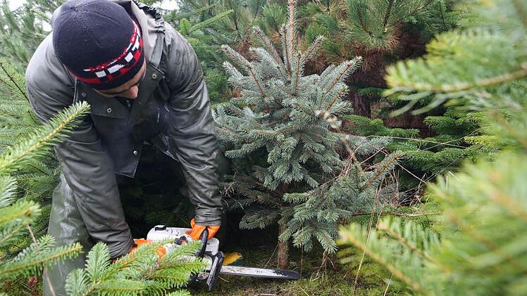 Zurechtgestutzt: Ein Arbeiter der Familie Wohnfurter sägt einen Tannenbaum ab.