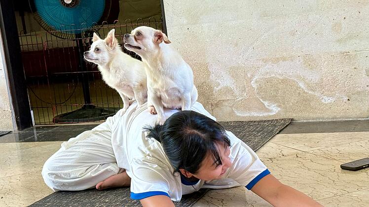 Wellness-Trend Puppy Yoga