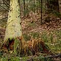 Eine vermisste Frau wurde nach einer zweitägigen Suche in einem Waldloch gefunden. Symbolfoto: Antranias / pixabay.com