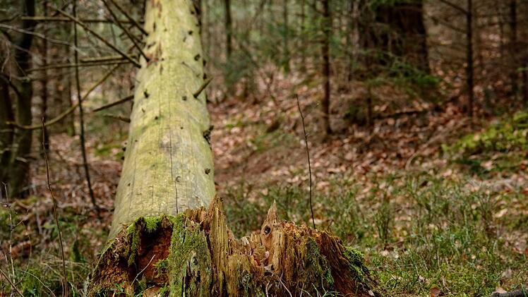Eine vermisste Frau wurde nach einer zweitägigen Suche in einem Waldloch gefunden. Symbolfoto: Antranias / pixabay.com
