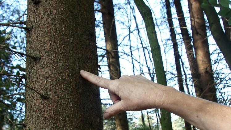 Ein Bohrloch im Fichtenstamm des NachbarwaldesRichard Sänger