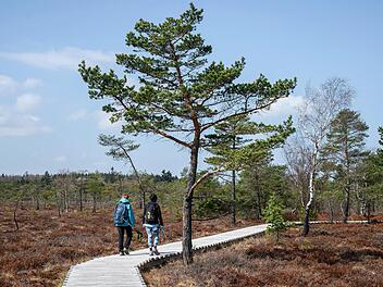 Das Schwarze Moor droht auszutrocknen. Rettungsmaßnahmen sollen nächstes Jahr beginnen.