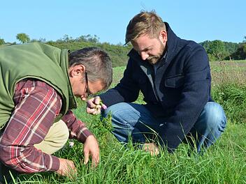 Gerhard Hübner (links) und Alexander Ulmer suchen an einer Malve nach ganz besonderen Raupen - und werden fündig. Foto: Rainer Lutz