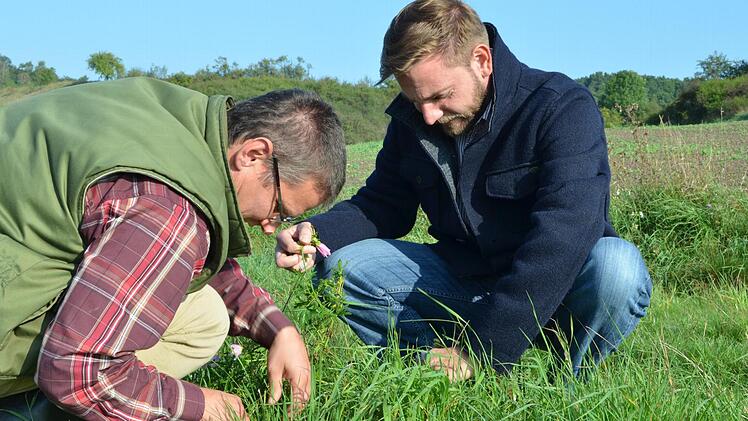 Gerhard Hübner (links) und Alexander Ulmer suchen an einer Malve nach ganz besonderen Raupen - und werden fündig. Foto: Rainer Lutz
