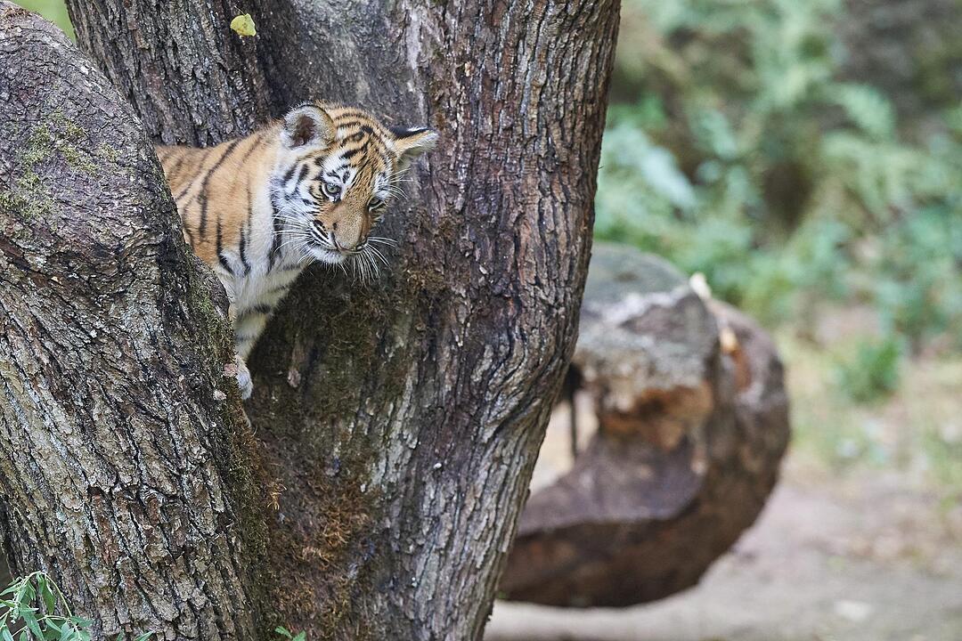 Kleine Tiger im Außengehege des Tiergartens Nürnberg