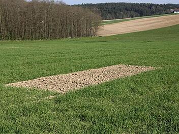 So sehen Lerchenfenster aus, die im Zuge des Baus der Ortsumgehung von Döllnitz angelegt werden sollen. Ein Statt eines Eintrags in Grundbuch soll nun aber einer privatrechtlicher Vertrag geschlossen werden.   Foto: BBV