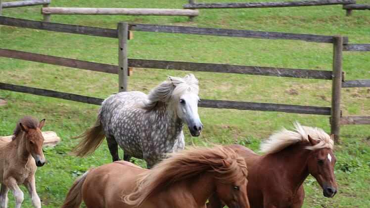 Aufführung der jungen Islandpferde-Reiter vom Altenberg in Oberbach im Jahr 2017.  Foto: Sebastian Schmitt