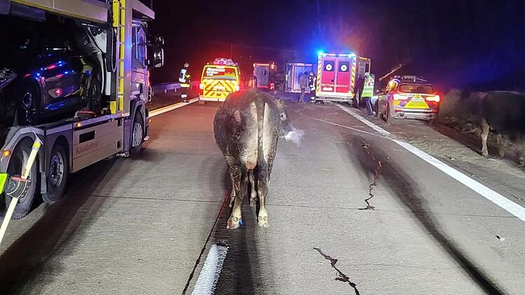 A7 bei Frickenhausen: Viehtransporter umgekippt - Einsatzkr&auml;fte fangen frei laufende Rinder ein