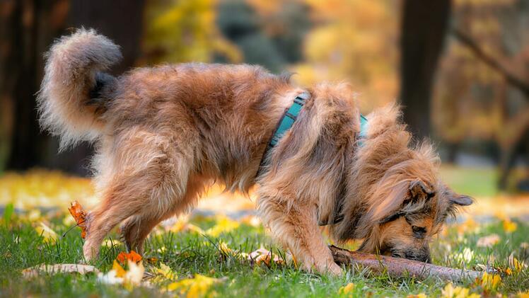Tierhilfe Franken: Hund Sly sucht nach "schwerem Schicksalsschlag" neues Zuhause