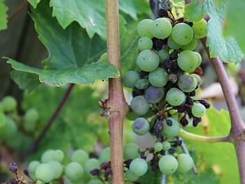 Erst werden die Beeren bläulich, dann vertrocknen sie und sterben ab. Eine vom falschen Mehltau befallene Riesling-Traube bei Veitshöchheim.