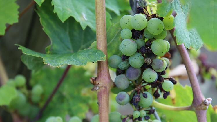 Erst werden die Beeren bläulich, dann vertrocknen sie und sterben ab. Eine vom falschen Mehltau befallene Riesling-Traube bei Veitshöchheim.