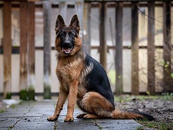 Tierheim N&uuml;rnberg: Sch&auml;ferhund "Gorki" landete "v&ouml;llig unverschuldet" im Heim - und will jetzt die Welt sehen