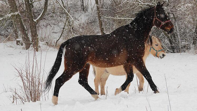 Der Winter hält Mensch und Tier auf Trab. Diese Pferde tummeln sich auf einer weißen Weide beim Eberner Stadtteil Weißenbrunn.   Foto: Eckehard Kieswetter