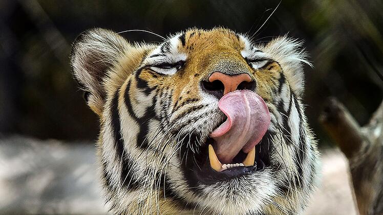 Bengalischer Tiger