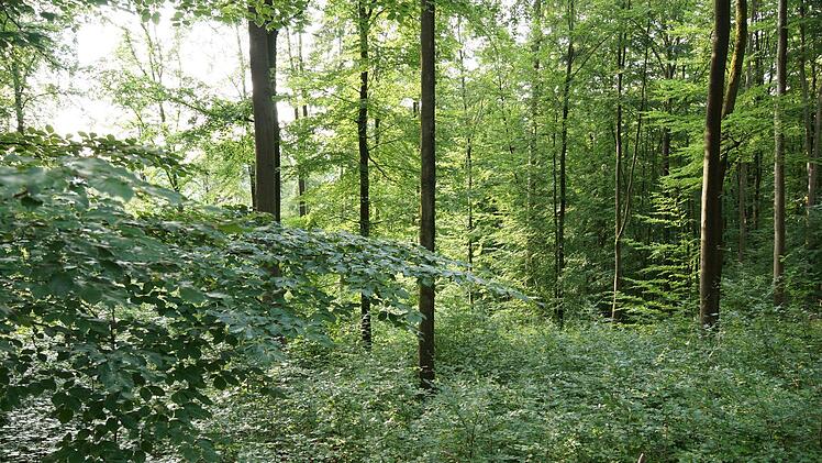 Nachher: Nach der Auflockerung verjüngt sich die Fläche von allein.Foto: Arkadius Guzy