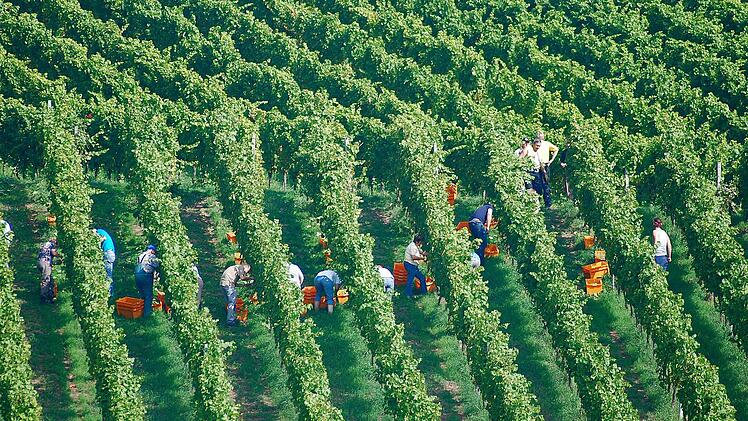 An den fränkischen Weinbergen, wie hier in Ziegelanger bei Zeil, ist die Weinlese derzeit im vollen Gange. Foto: Günter Flegel