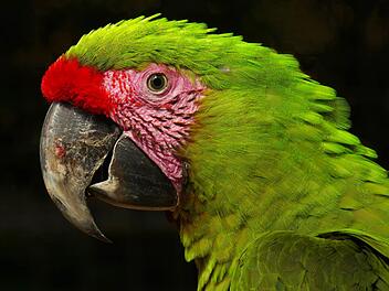 Den Ara fotografierte Johannes Becker. Mit diesem Foto hat er im vergangenen April einen ersten Platz gewonnen.  Foto: Johannes Becker
