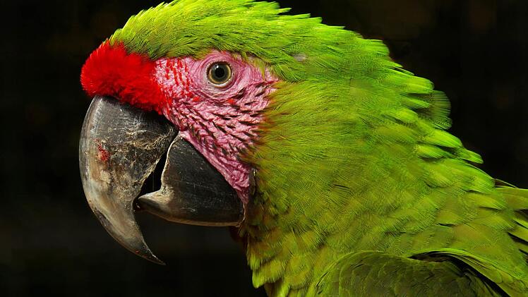 Den Ara fotografierte Johannes Becker. Mit diesem Foto hat er im vergangenen April einen ersten Platz gewonnen.  Foto: Johannes Becker