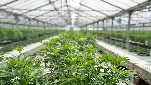 Cannabis, Anbau, Vereinigungen