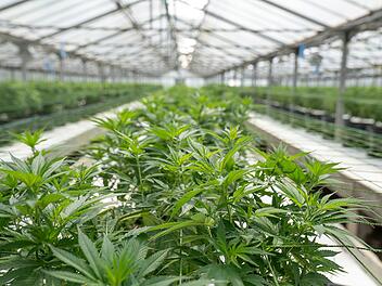 Cannabis, Anbau, Vereinigungen