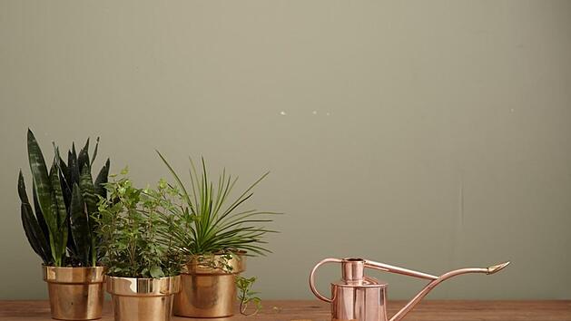 Zimmerpflanzen brauchen in den Wintermonaten mehr Luftfeuchtigkeit als Gie&szlig;wasser. Bild: kaufmann_mercantile/ unsplash.com